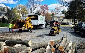 Best Storm Damage Tree Cleanup  in Merchantville, NJ