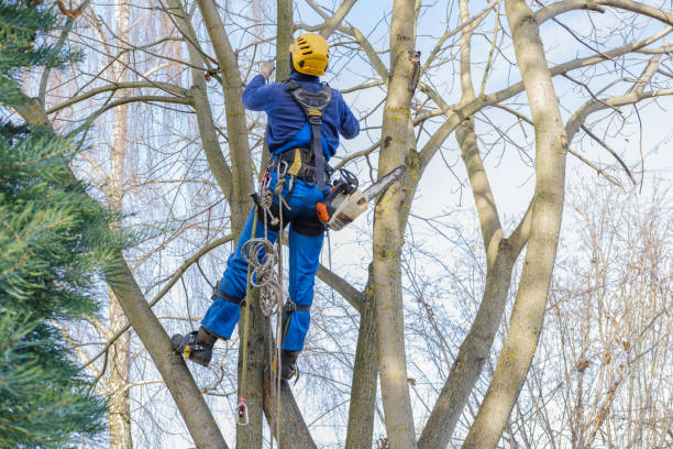 How Our Tree Care Process Works  in  Merchantville, NJ