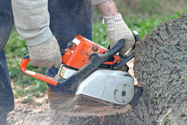 Best Palm Tree Trimming  in Merchantville, NJ